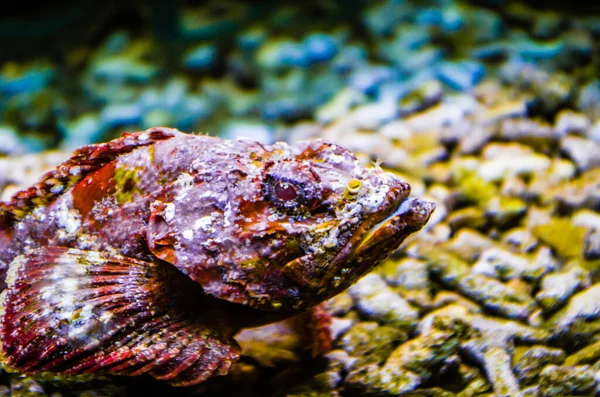 Тропічна Риба Морському Акваріумі Морі Блакитній Оптиці — стокове фото