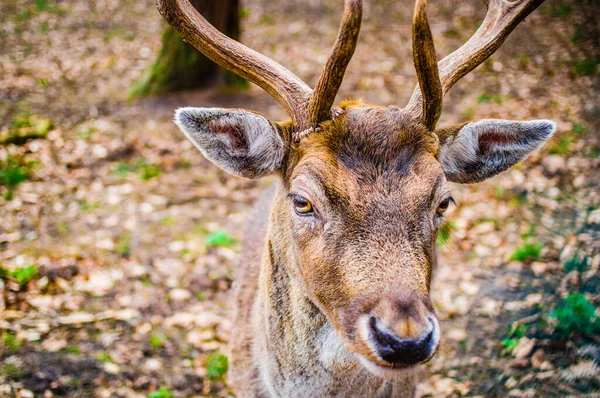 Jeune Cerf Avec Bois Macro — Photo