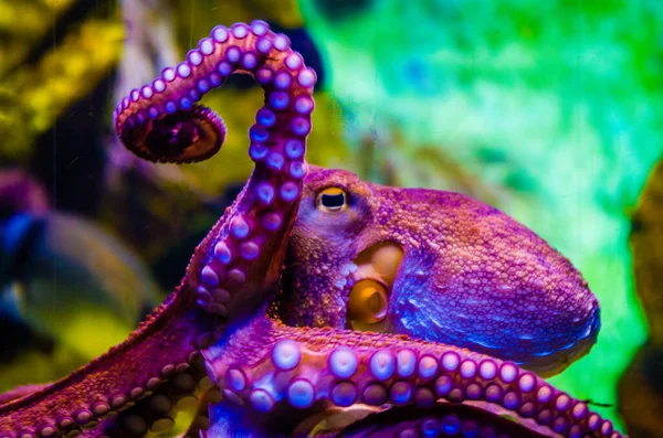 Octopus Sea Water Aquarium Squid Blue Sea Water Stock Image