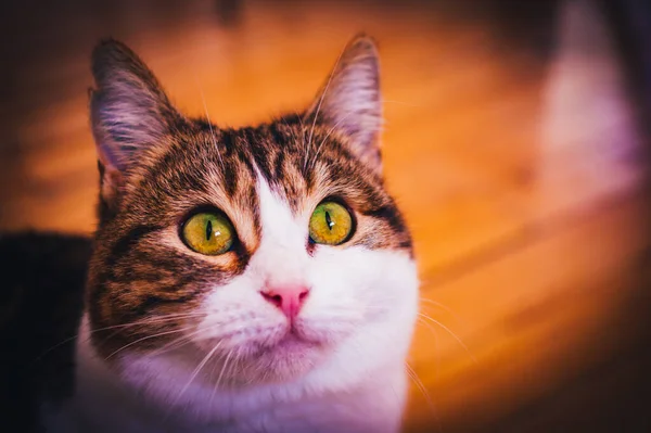 Evropská Krátkosrstá Kočka Pronikavým Vzhledem Zelenýma Očima — Stock fotografie