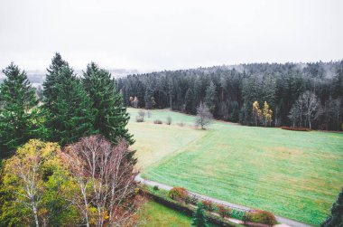 Alman ormanında bir ağacın gövdesi ve dalı.