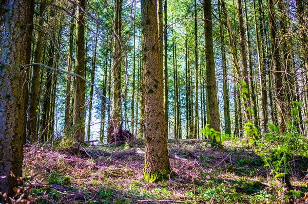 Stamm Und Ast Eines Baumes Einem Deutschen Wald — Stockfoto