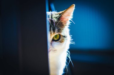 Avrupalı kısa boylu, keskin bakışlı ve yeşil gözlü bir kedi.