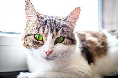 Avrupalı kısa boylu, keskin bakışlı ve yeşil gözlü bir kedi.