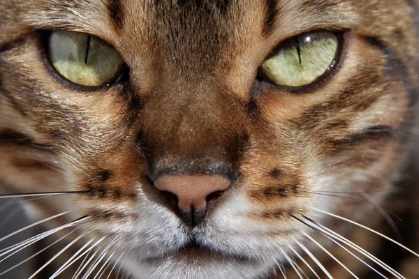 Kedi Bengal Bengalcat