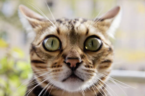 Cat Bengal Bengalcat Stockfoto