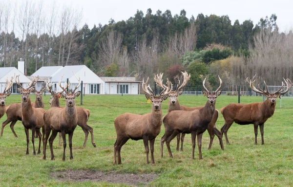 CHRISTCHURCH, NEW ZEALAND - May 26, 2012: Red deer stags herd grazing on meadow — стоковое фото