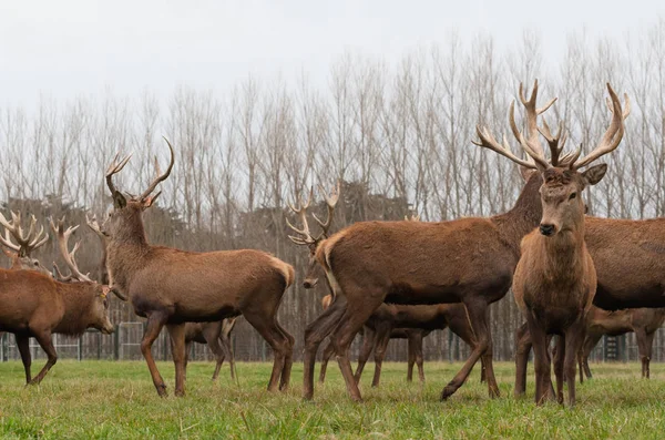Red deer stags herd grazing on meadow — Stock Photo, Image