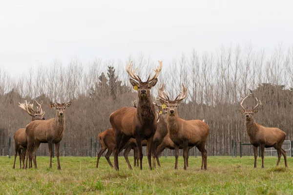 CHRISTCHURCH, NEW ZEALAND - May 26, 2012: Red deer stags herd on grass — стоковое фото