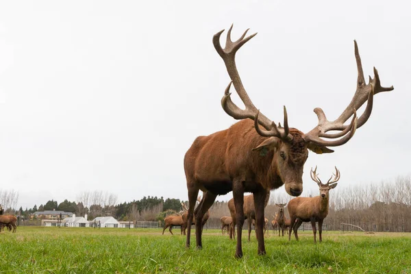 CHRISTCHURCH, NEW ZEALAND - May 26, 2012: Red deer stags herd on meadow — стоковое фото