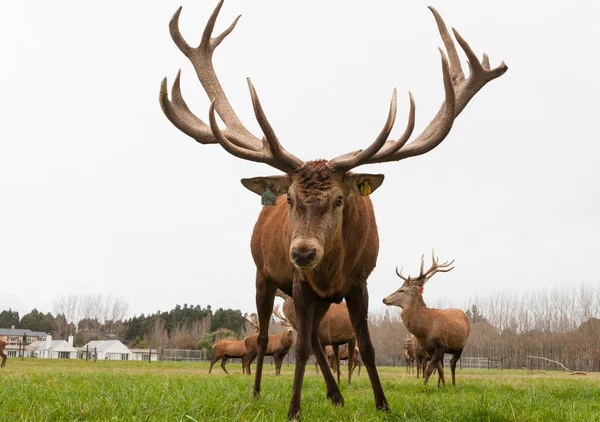 CHRISTCHURCH, NEW ZEALAND - May 26, 2012: Red deer stags herd on meadow — стоковое фото