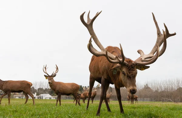 CHRISTCHURCH, NEW ZEALAND - MAY 26, 2012: Red deer stags herd on meadow — Stock Photo, Image