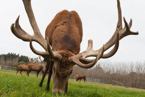 Red deer stags herd on meadow