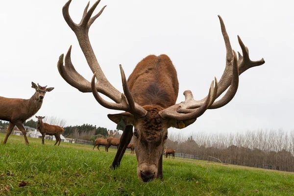 Christchurch, Nový Zéland - 26. května 2012: Red deer jeleni stádo — Stock fotografie