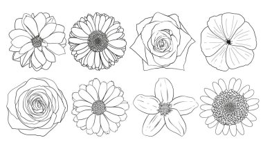 Otlar ve kır çiçekleri. Botanik. Ayarlayın. Vintage çiçekler. Gravür tarzı siyah ve beyaz çizimi.