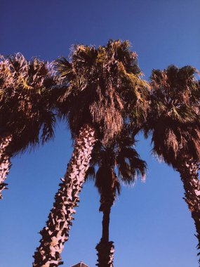 Vintage palmiye ağaçları. Açık gökyüzü