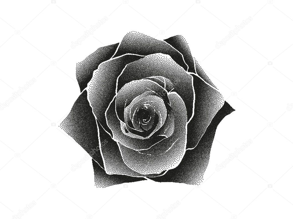 rose silhouette on white background, vector illustration