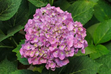 güzel çiçek Hydrangea macrophylla