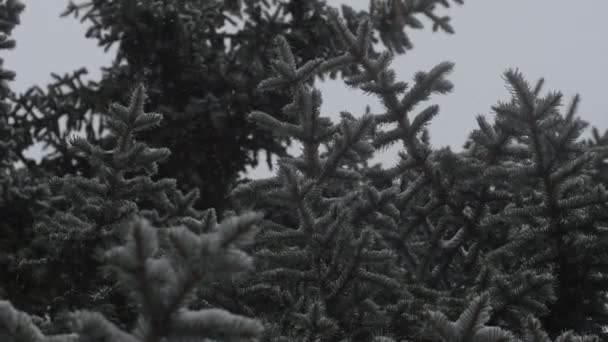 Nieve Está Cayendo Lentamente Árbol — Vídeos de Stock