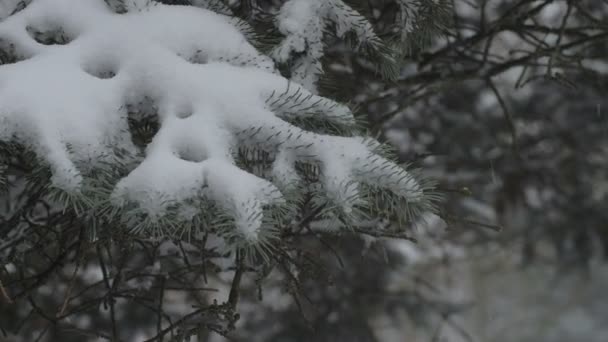 雪在树上的树枝上缓缓落下 冷杉树覆盖的森林 披着雪的云杉在冬季森林里覆盖着白雪覆盖的树木 缓慢的运动 视频剪辑