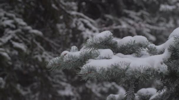 La neige tombe lentement sur les branches enneigées de l'arbre. Forêt enneigée de sapins. Épinette couverte de neige dans la forêt d'hiver avec des arbres couverts de neige, au ralenti .