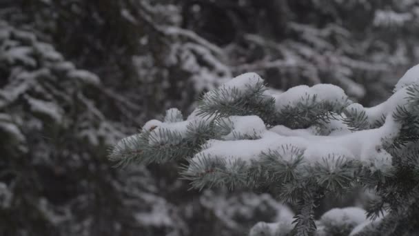 Снег Медленно Падает Заснеженные Ветви Дерева Заснеженные Еловые Леса Ель — стоковое видео