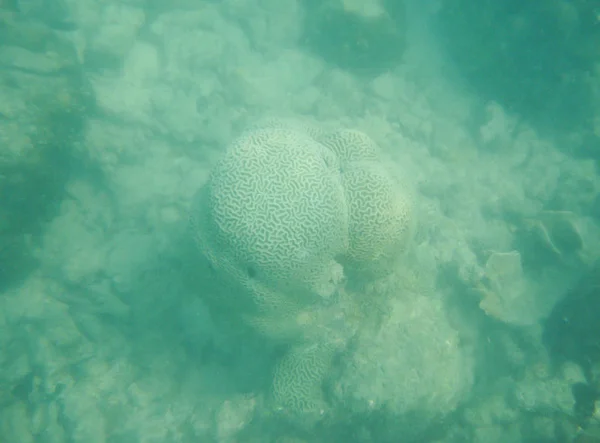 ปะการัง — ภาพถ่ายสต็อก