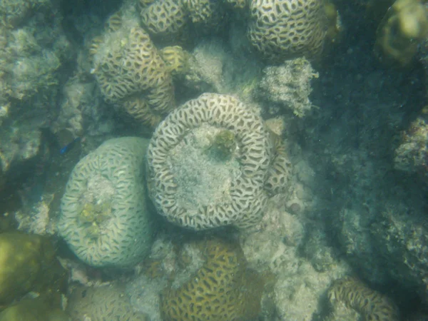 Korallen — Stockfoto