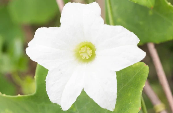 White flower — Stock Photo, Image