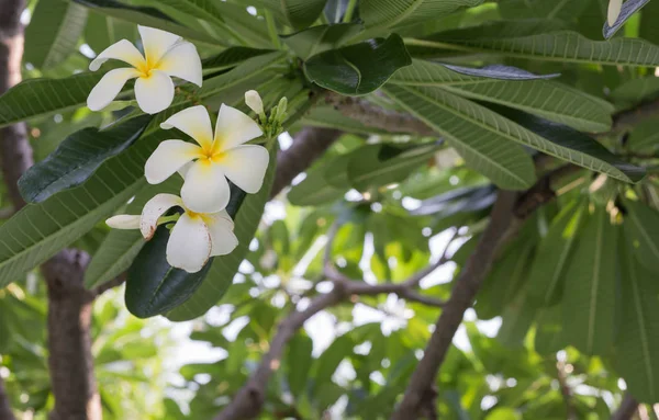 Plumeria — Stockfoto