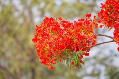 Tavus kuşu çiçeği