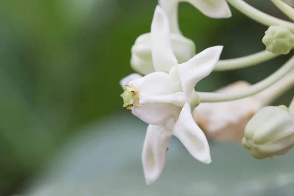 Calotropis — Photo