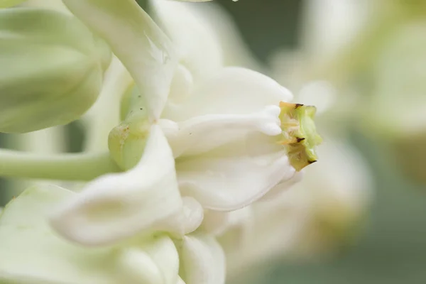 Calotropis — Photo