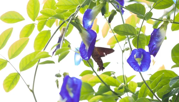 Schmetterling Erbsenblume — Stockfoto