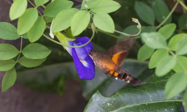 Kelebek bezelye çiçeği