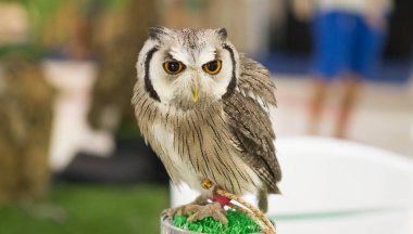 Baykuşlar arıyorsunuz