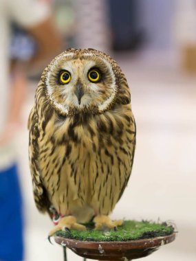 Baykuşlar arıyorsunuz