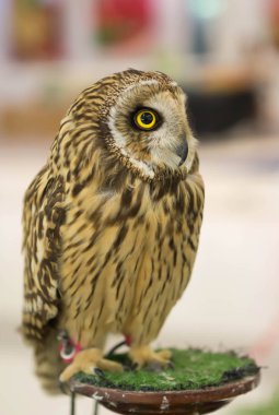 Baykuşlar arıyorsunuz