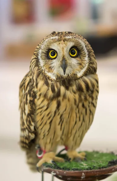 Owls looking — Stock Photo, Image
