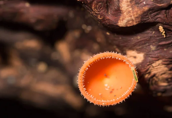 Szampan grzyb — Zdjęcie stockowe