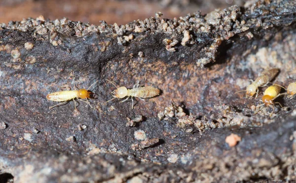 Termite — Stock Photo, Image