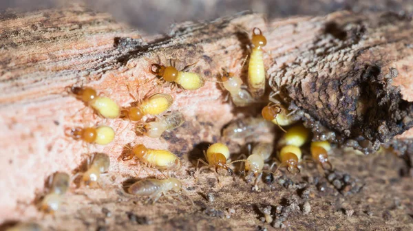 Termite — Stock Photo, Image