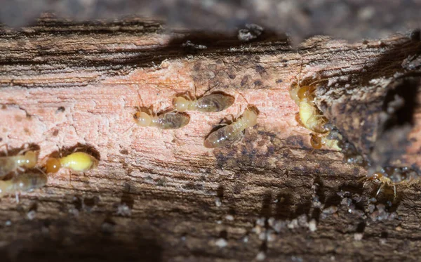 Termite — Stock Photo, Image