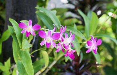 Ön bahçede çiçekler var..