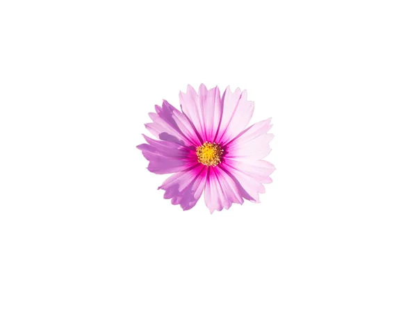 Flor Cosmos Rosa Fundo Branco — Fotografia de Stock