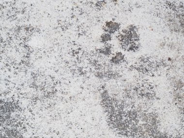 Eski çimento arka planı ve ayak izleri köpeği.