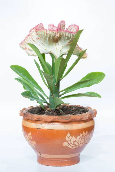 Euphorbia lactea Haw. Euphorbia neriifolia L 'ye beyaz arka planda F. cristata nakli yapıldı..