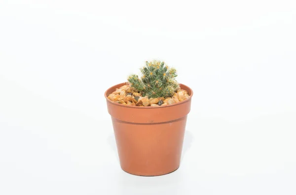 Cactus Een Witte Achtergrond — Stockfoto