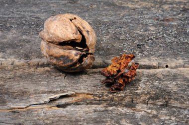 Kırık ceviz kabuğu ve ceviz kuru çekirdek. Önden Görünüm.