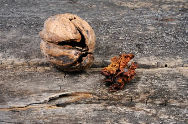 Kırık ceviz kabuğu ve ceviz kuru çekirdek. Önden Görünüm.